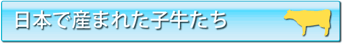 今年産まれたNZ子牛